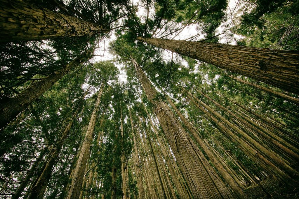 forest seen from the ground; free use