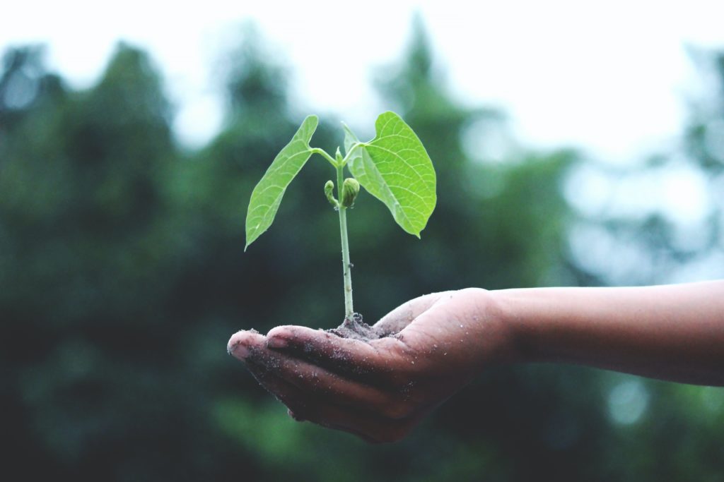 sapling on the palm of a hand, picture by pexels
