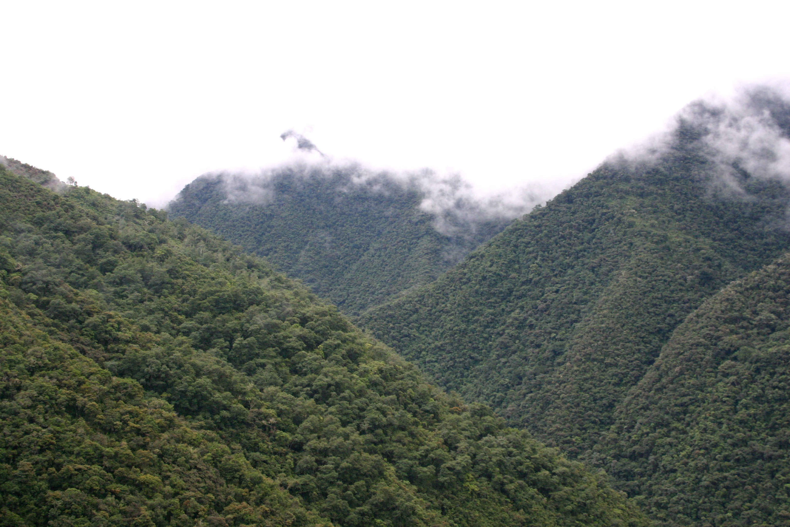 Rain forest in Bolivia - photo by Felix Schaumann